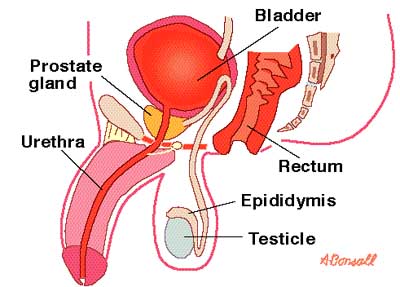drawing showing positions of prostate and rectum