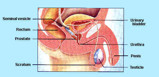 diagram of male urogenital system showing locaiton of the prostate gland