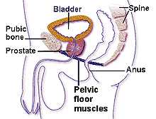 diagram showing location of pelvic floor muscles