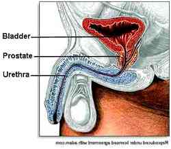 drawing showing the location of the prostate gland