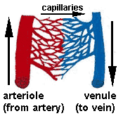 diagram of the blood vessels