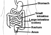 drawing of the digestive system