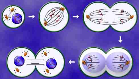 simplified drawing showing mitosis