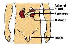 diagram showing location of adrenal glands to kidneys, pancreas and testis