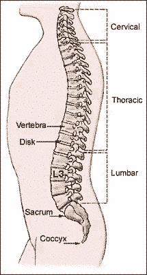 drawing of the spine
