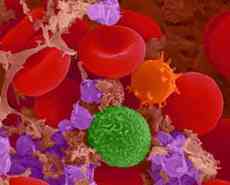 micro photo of blood cells