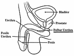 line drawing showing location of bulbar urethra