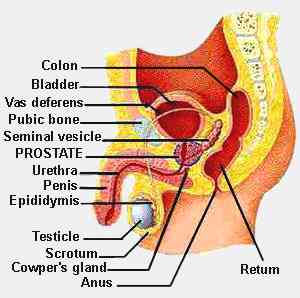 diagram showing male urinary and sexual system