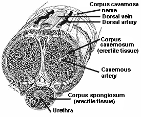 anatomical, cross-section drawing of the penis