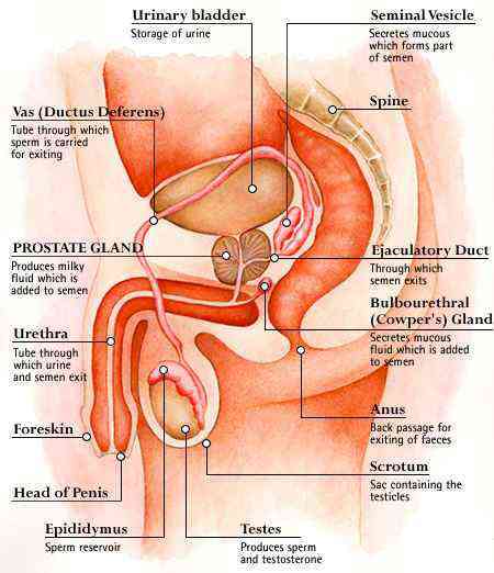 drawing of male urinary and sexual system
